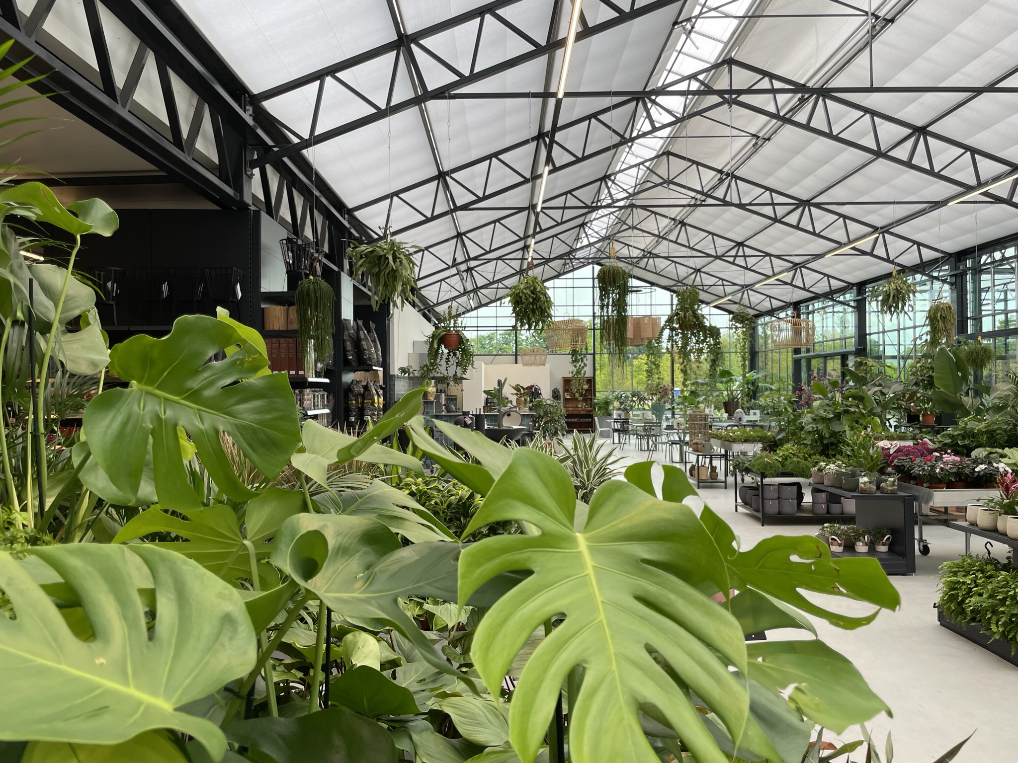 Large green indoor plants